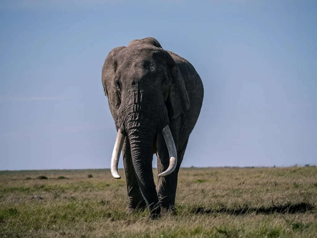 Large male elephant in the Maasai Mara, Kenya