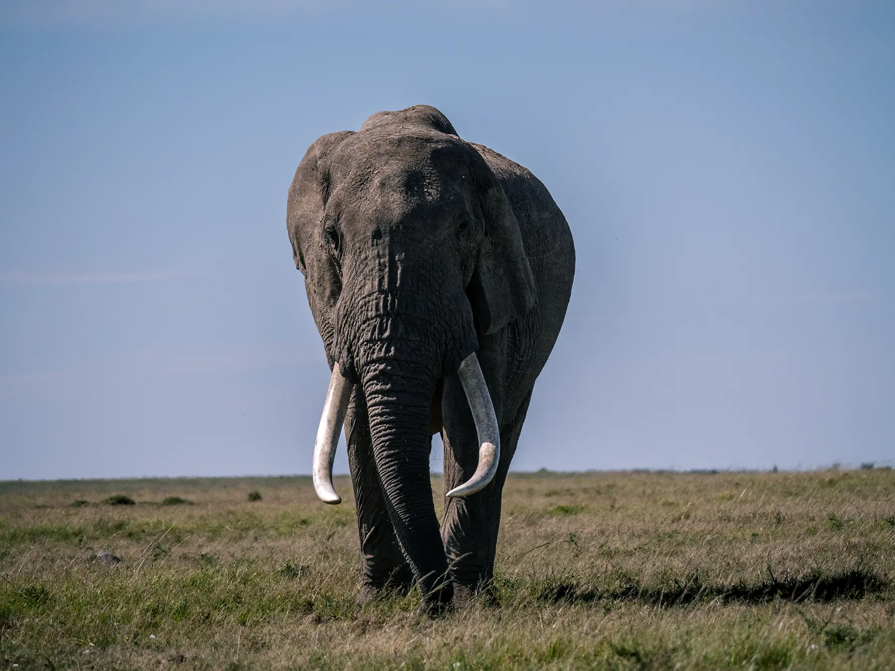 Large male elephant in the Maasai Mara, Kenya