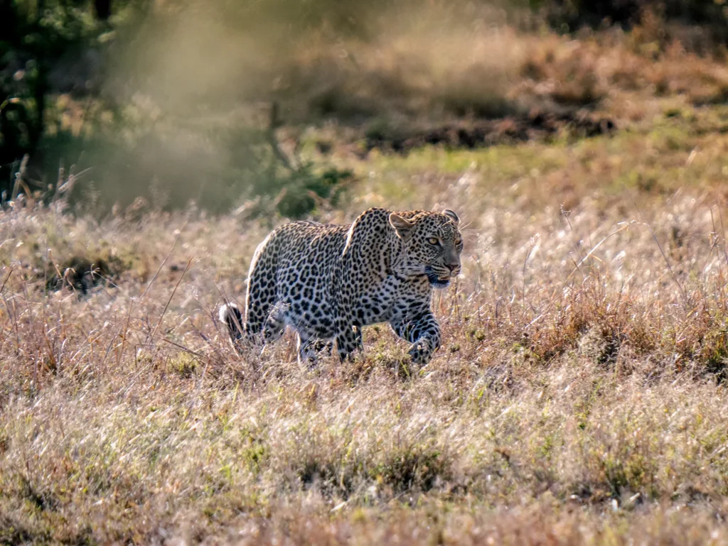 Leopard in the Maasai Mara, Kenya in the short dry season