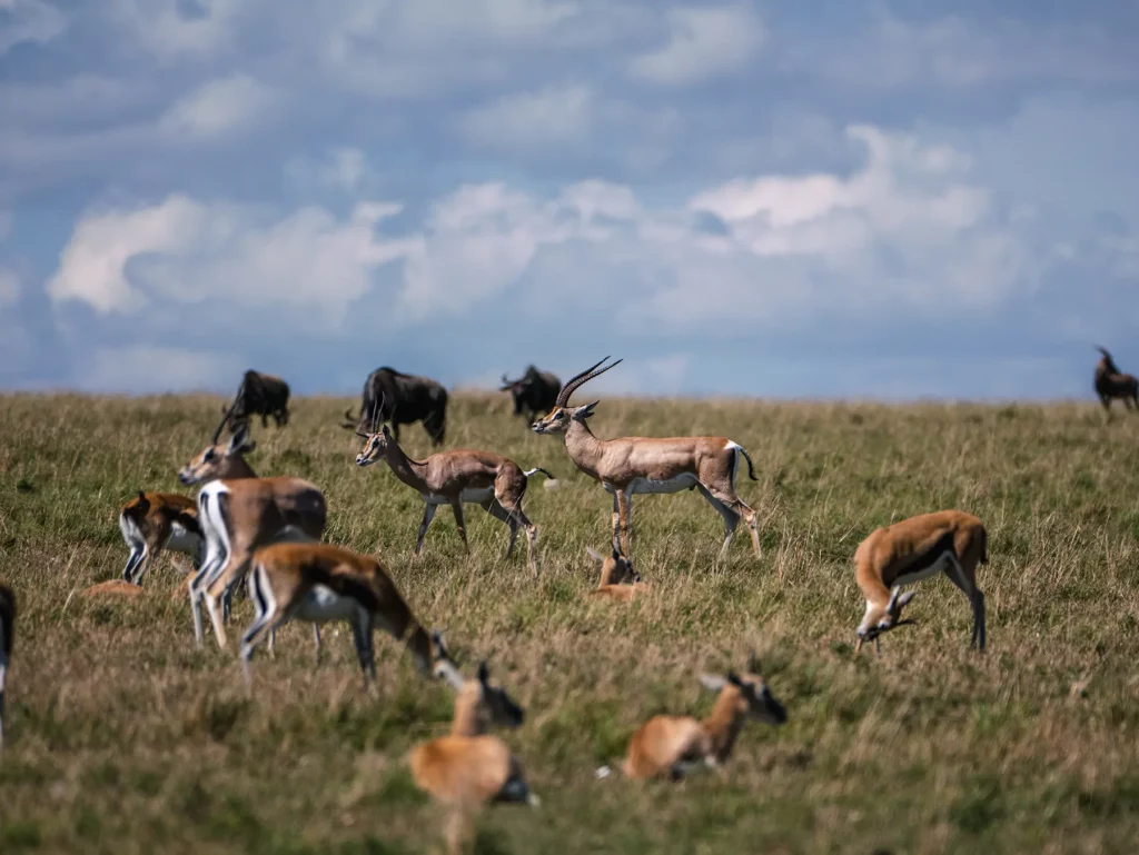 Thomson's gazelle in the Maasai Mara, Kenya