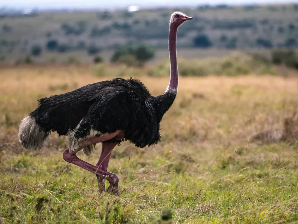 Ostrich in the Maasai Mara, Kenya