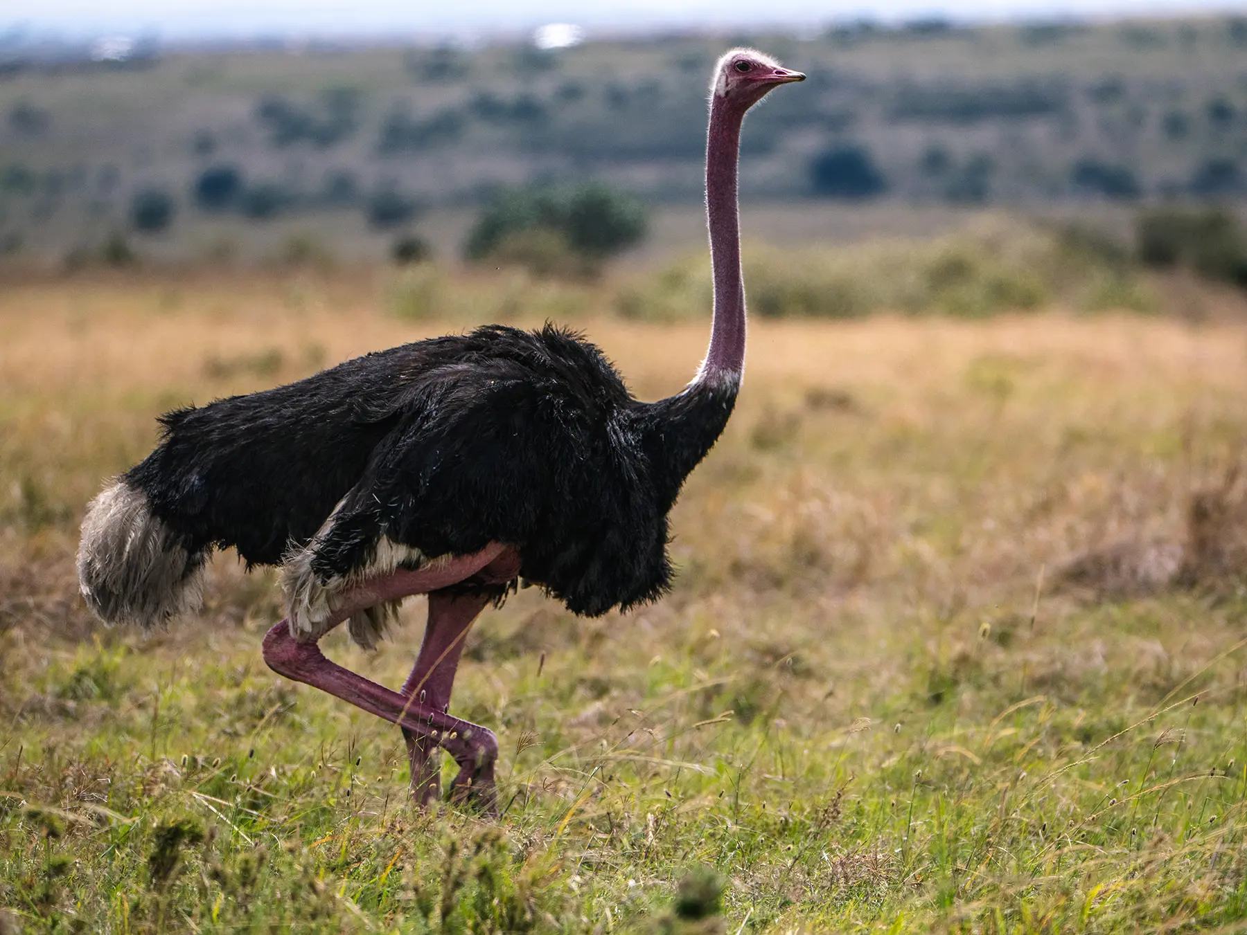 Ostrich in the Maasai Mara, Kenya