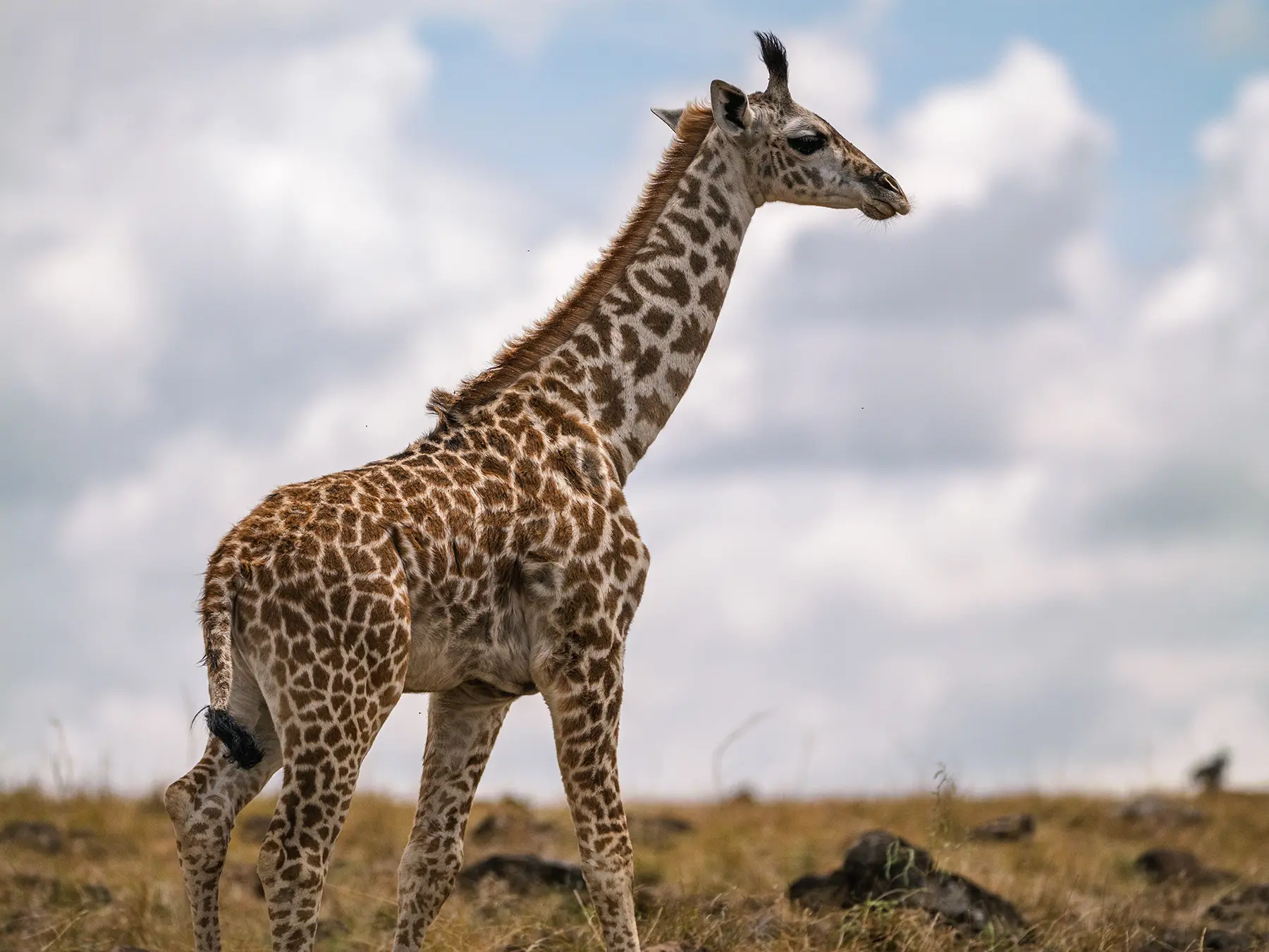 Giraffe in the Maasai Mara, Kenya