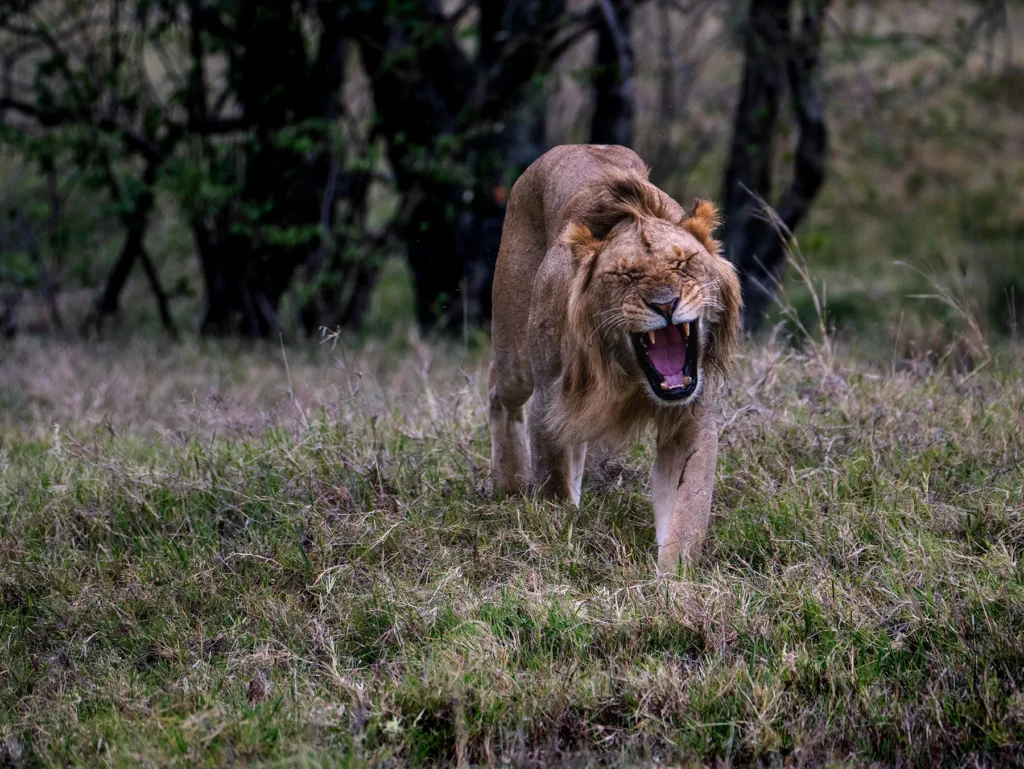 Maile lion roaring in the Maasai Mara, Kenya