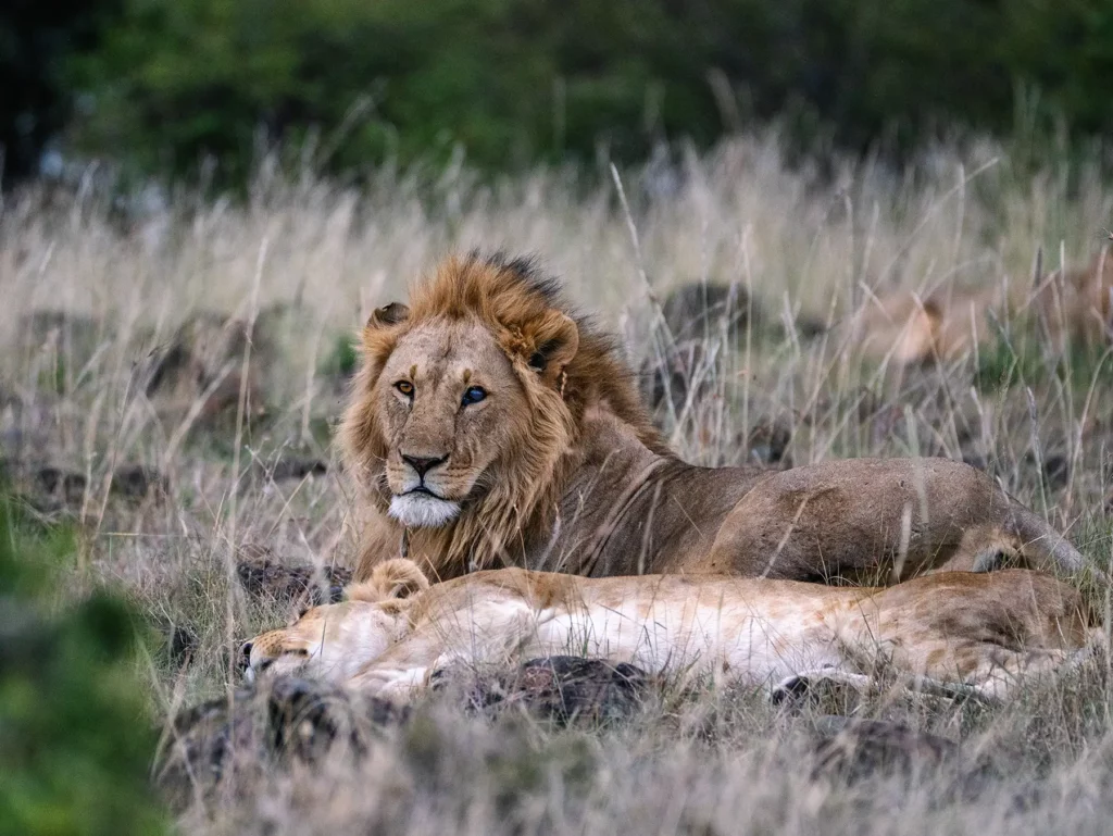 Honeymooning lions in the Maasai Mara, Kenya