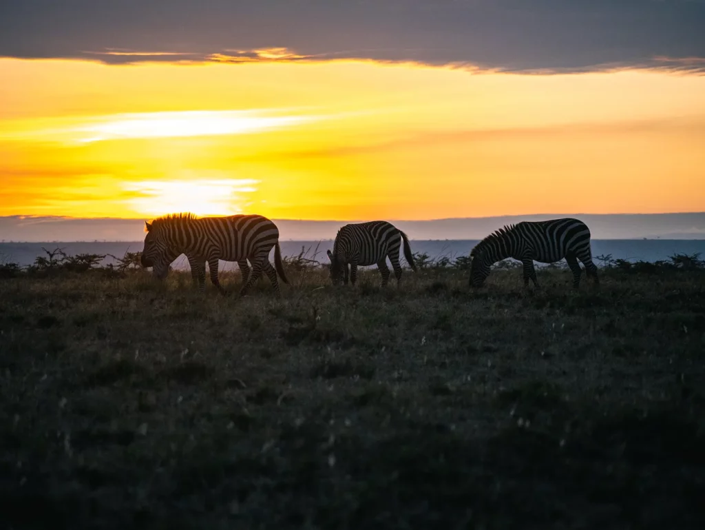 Zebras in front of sunset  in the Maasai Mara, Kenya
