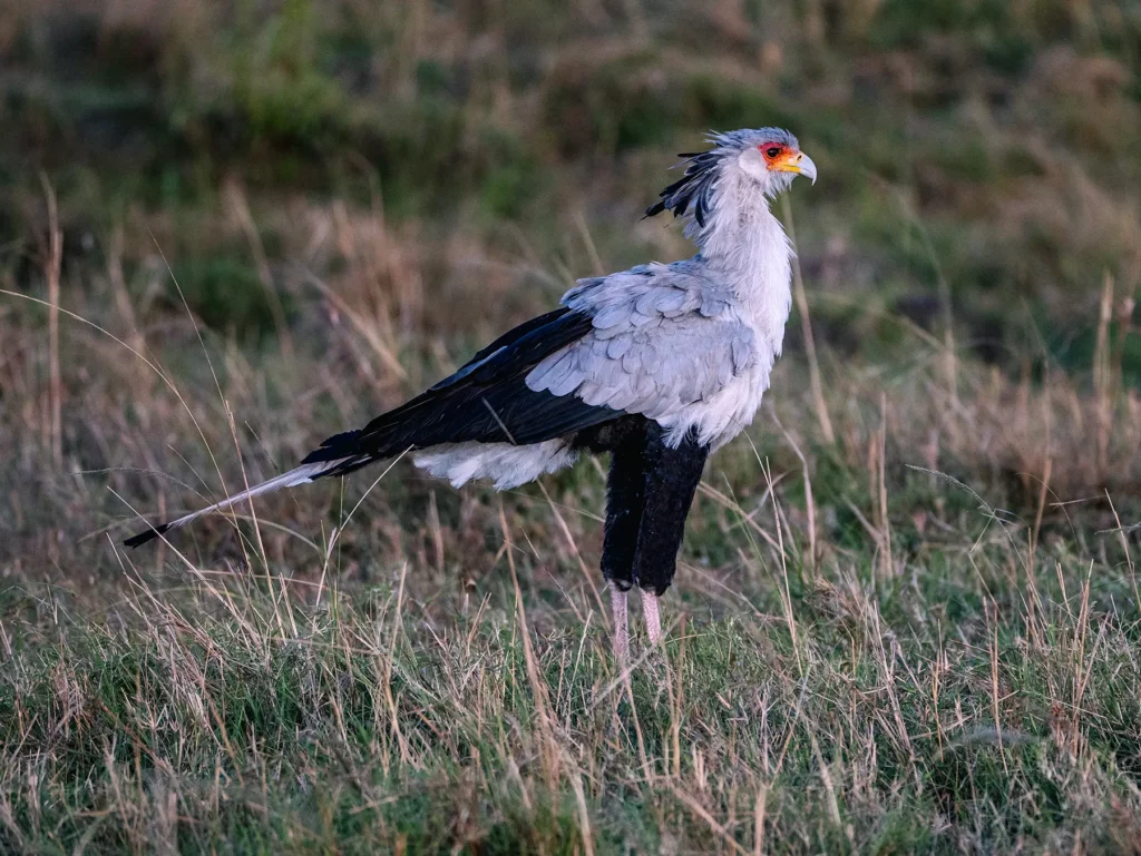 Secretary bird in the Maasai Mara, Kenya