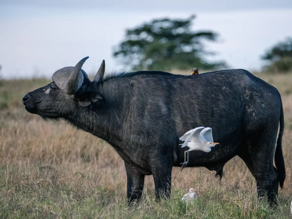 Buffalo with an Oxpecker on its back and an Egret flying past in the Maasai Mara, Kenya