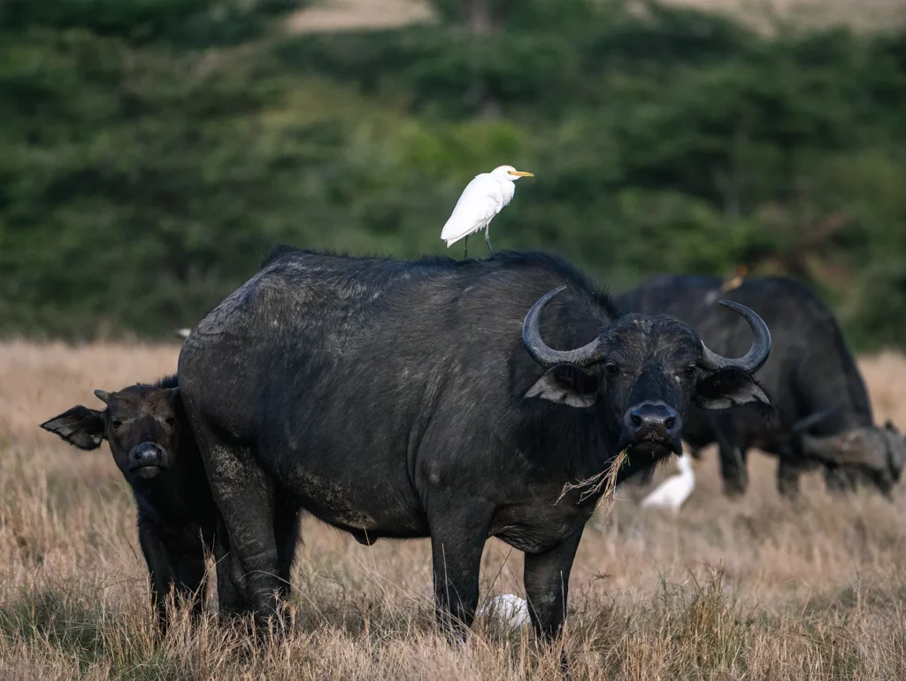 Buffalo with calf in in the Maasai Mara, Kenya