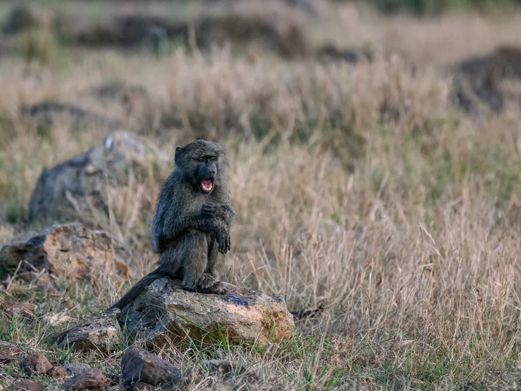 Baby baboon in in the Maasai Mara, Kenya