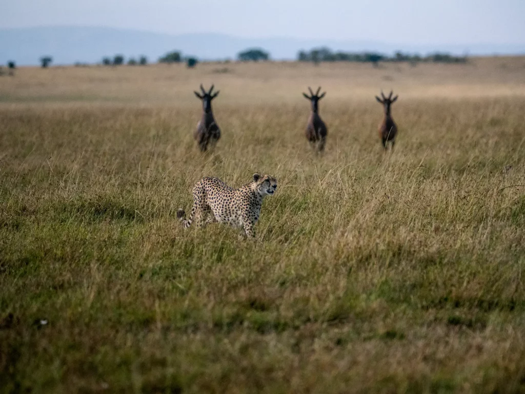 Cheetah hunting in the Maasai Mara, Kenya