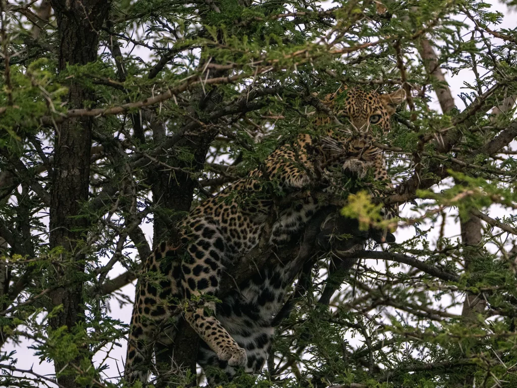 Leopard on a tree