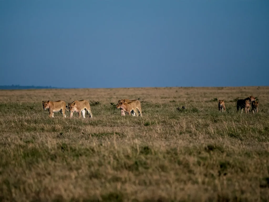 Lion pride in the Maasai Mara, Kenya in the lush long wet season