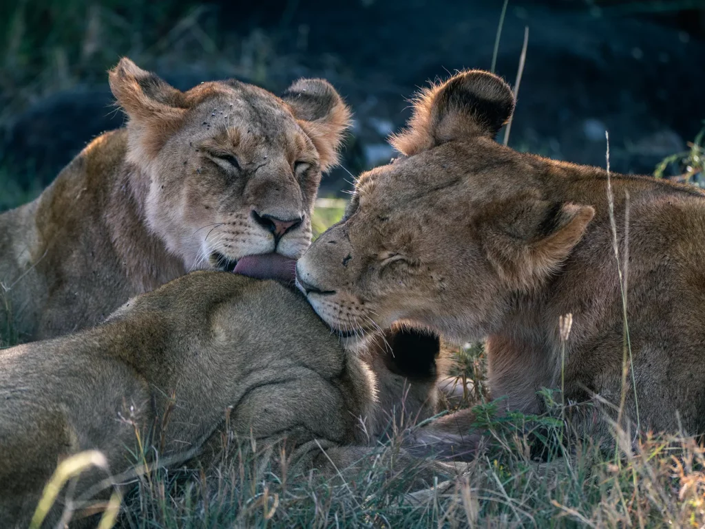 Lion pride in the Maasai Mara, Kenya in the lush long wet season