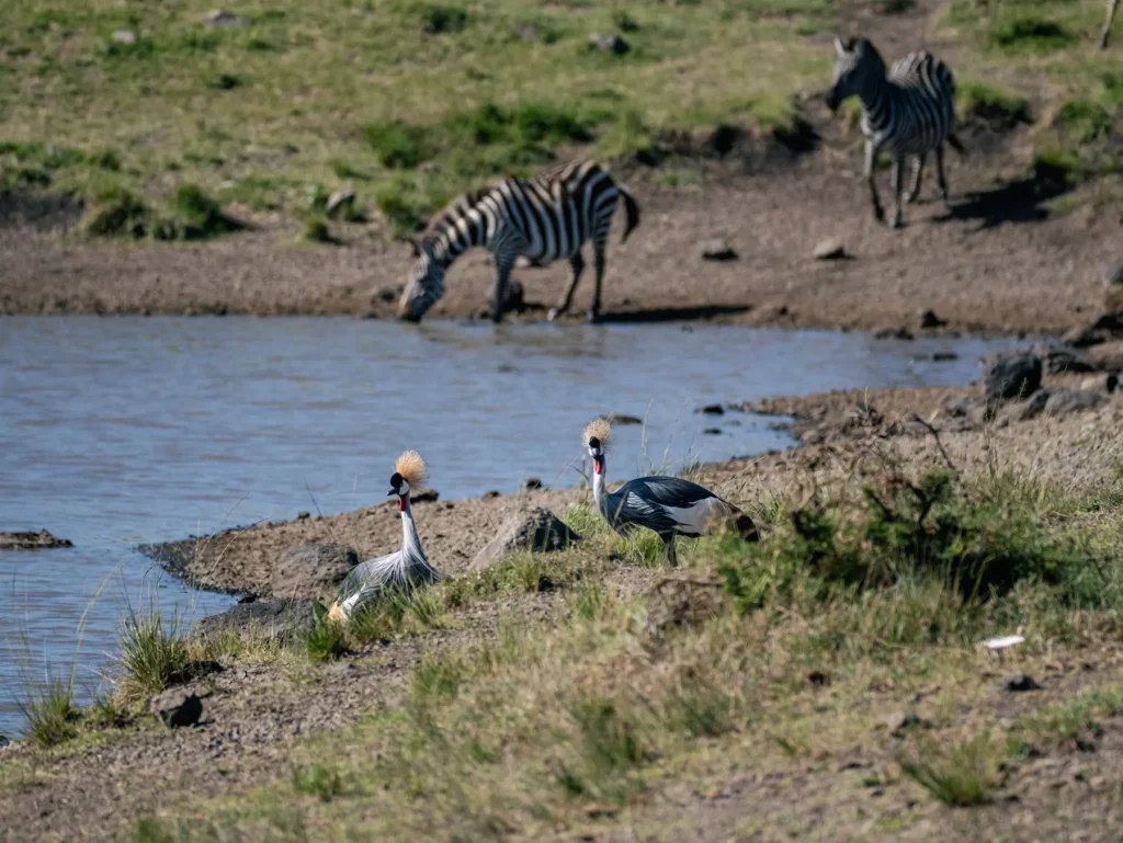 A pair of grey-crowned cranes and zebra in the Maasai Mara, Kenya