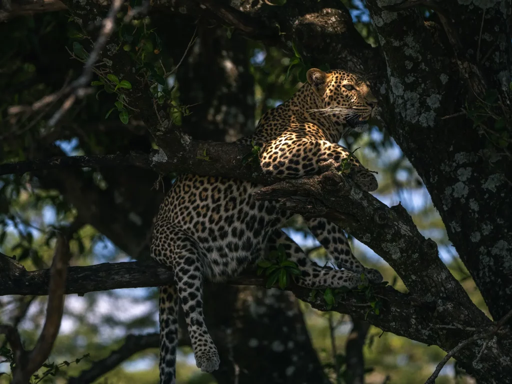 A pregnant leopard in the Maasai Mara, Kenya