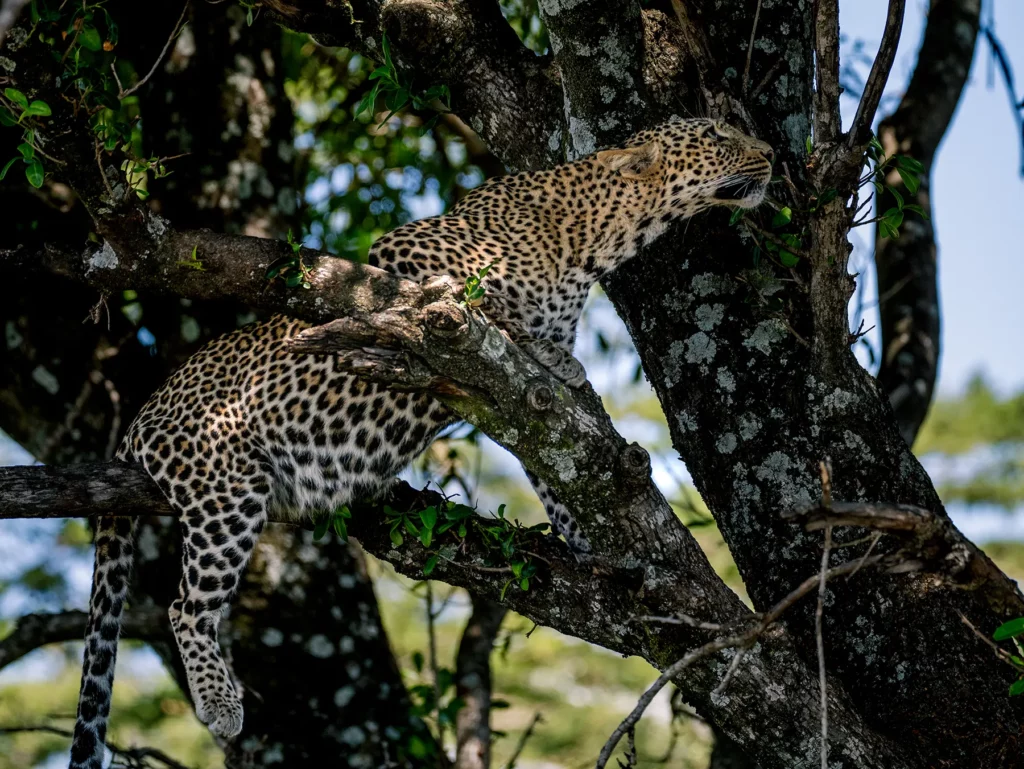 Pregnant leopard in a tree in the Maasai Mara, Kenya