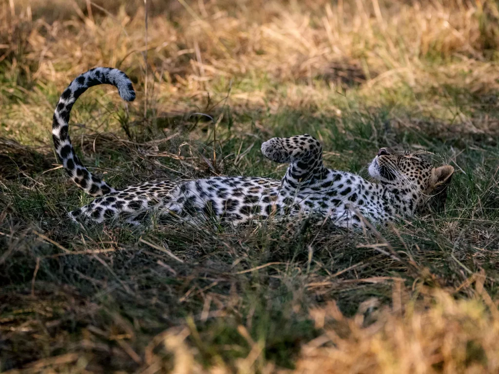 Leopard lazing in the Maasai Mara, Kenya