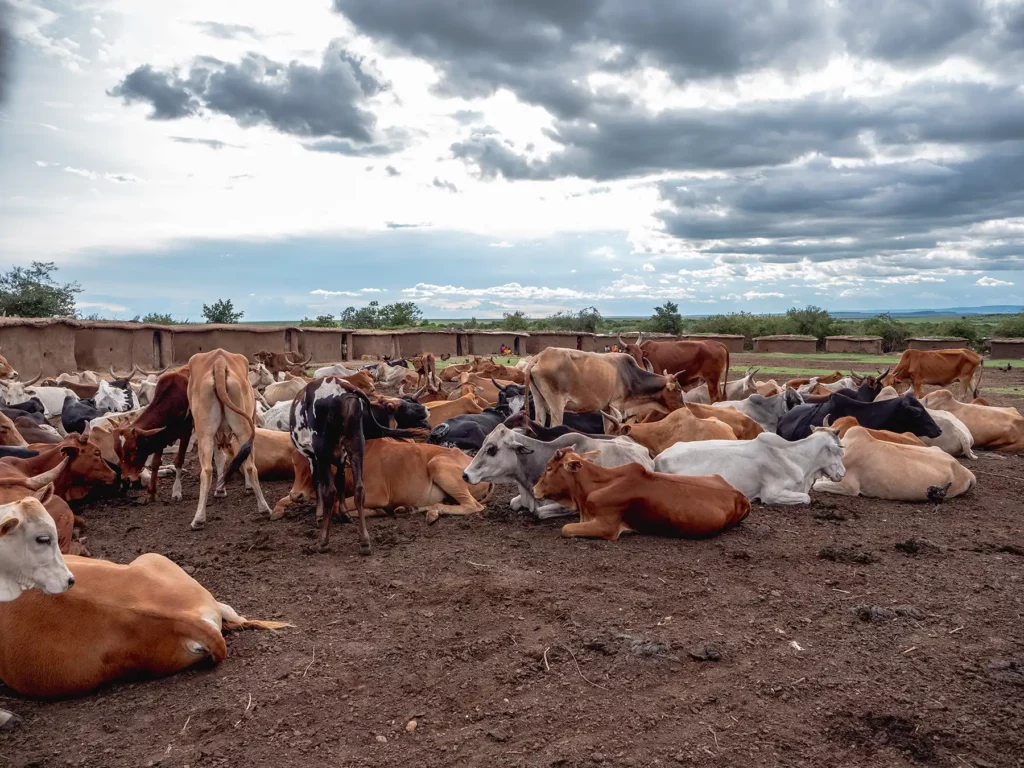 Maasai settlement (Boma) and their sacred cows