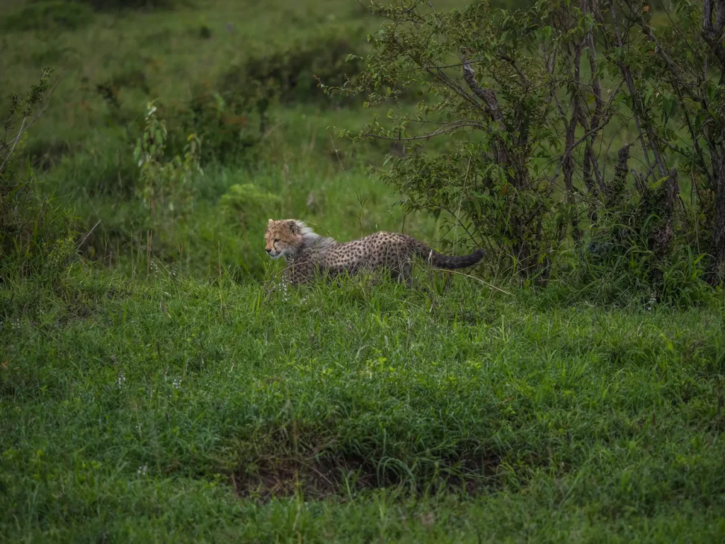 Cheetah cub in the Maasai Mara, Kenya