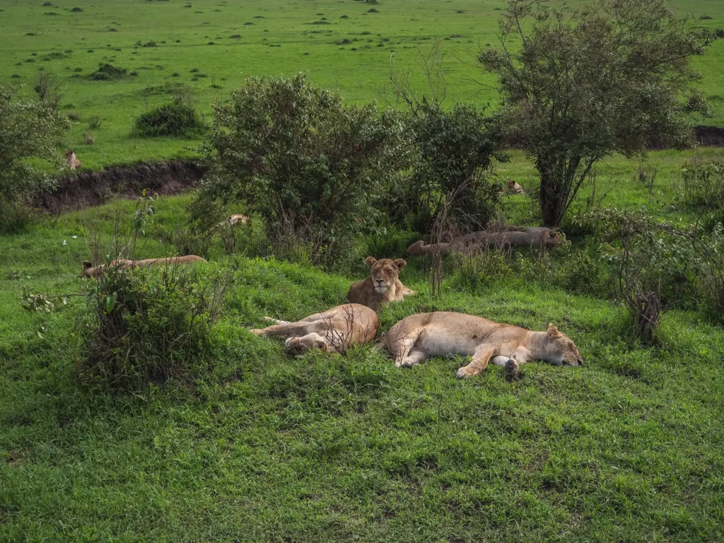 Lion pride in the Maasai Mara, Kenya in the lush long wet season
