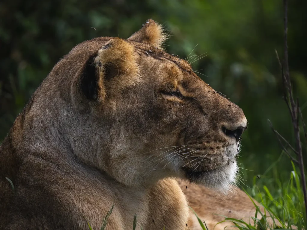 Lioness in the Maasai Mara, Kenya