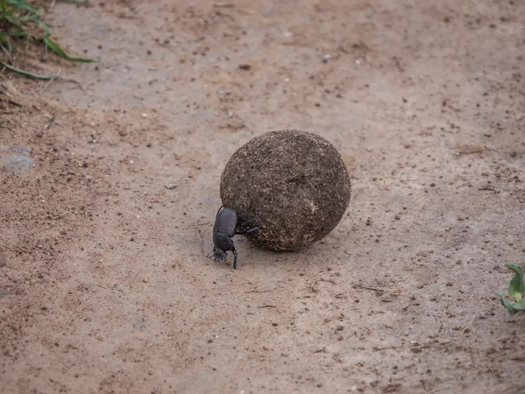 Walking safaris allow you to spot smaller animals such as this dung beetle. Maasai Mara, Kenya