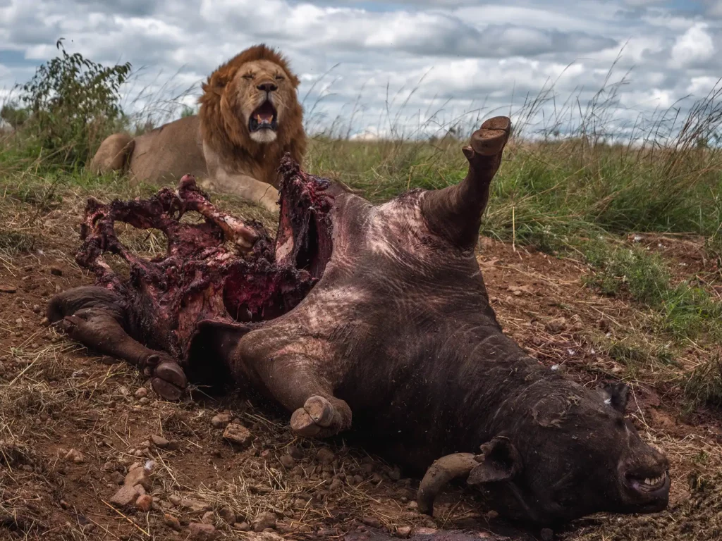 Male lion with kill in Maasai Mara, Kenya