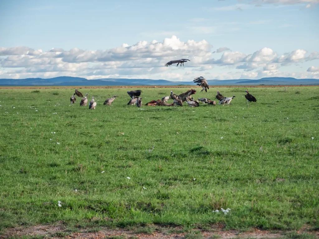 Hyenas on a kill with vultures flying in the Maasai Mara, Kenya