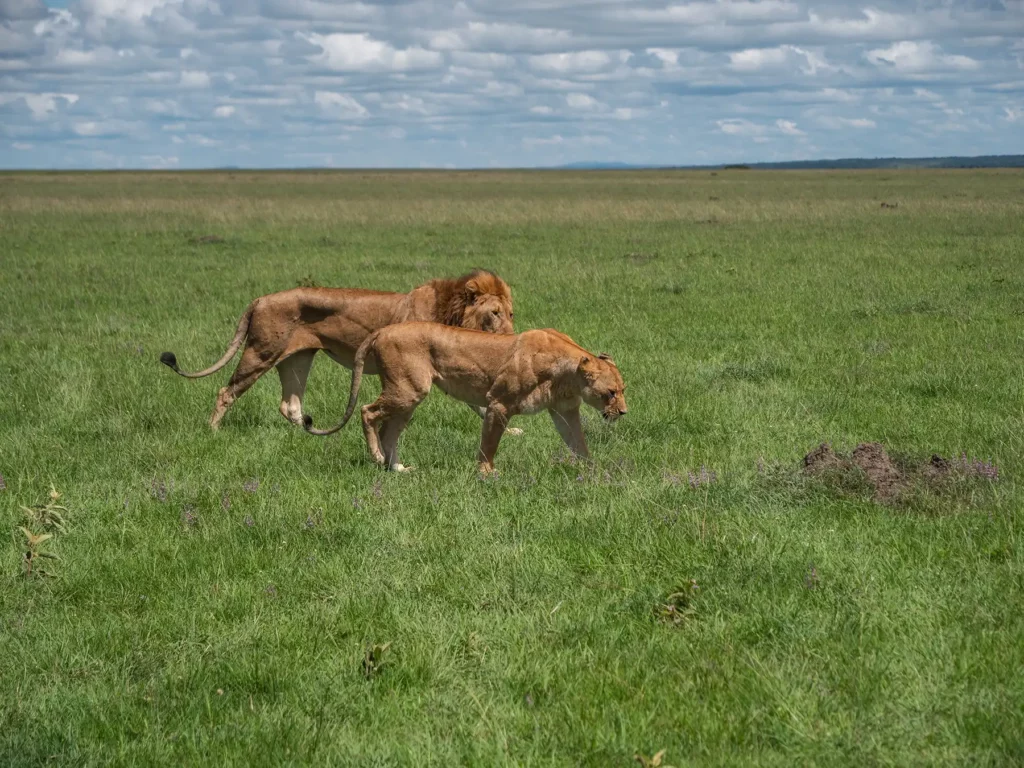Male lion and lioness in the Maasai Mara Kenya