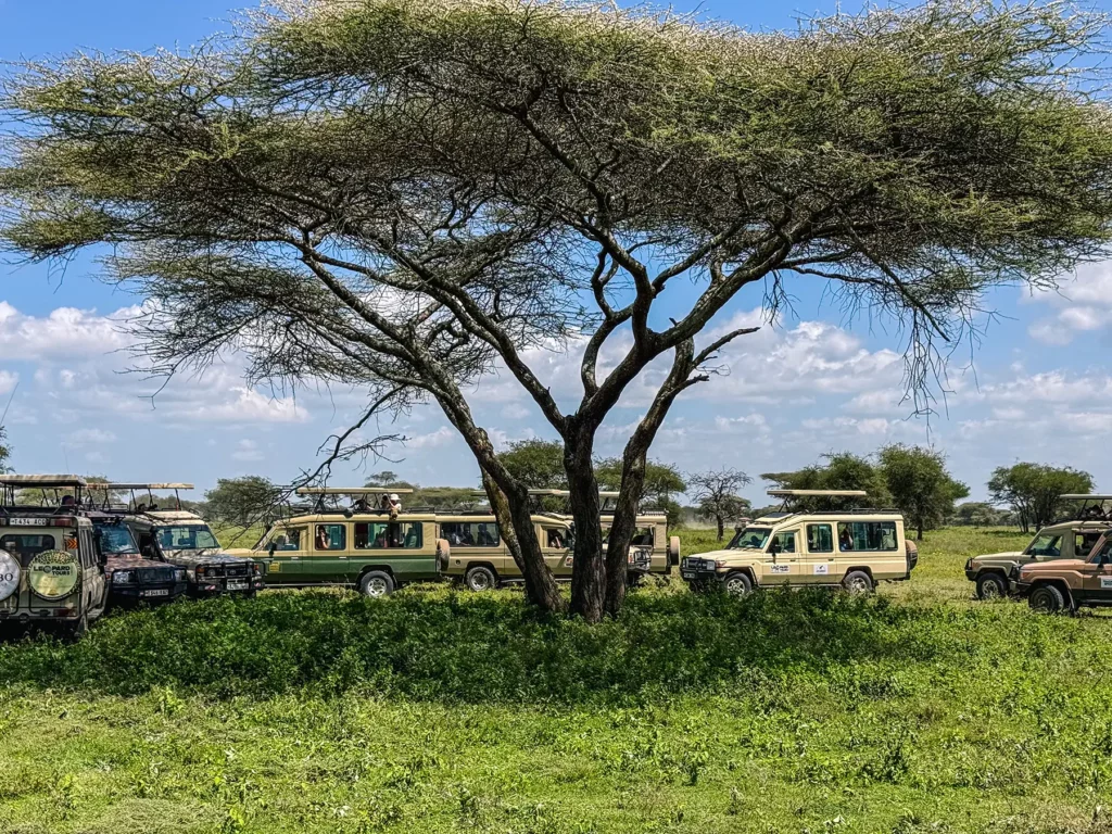 Lots of safari vehicles around a leopard sighting in the Serengeti Ecosystem. Sometimes there can be too many trucks which is why visitor numbers have to be managed.