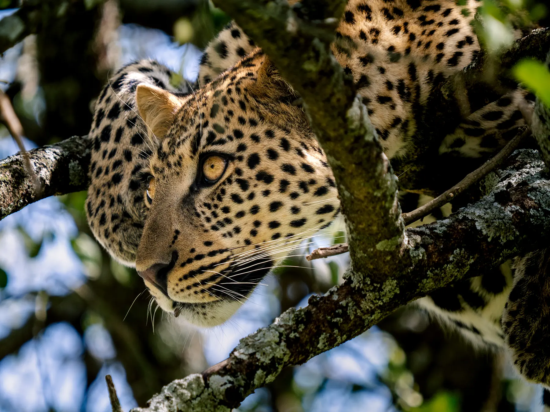 Female leopard we spotted in a tree in the Ndutu Region, Serengeti, Tanzania