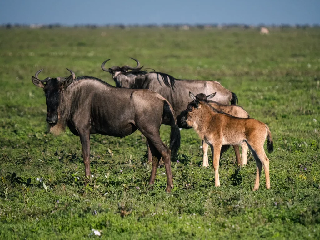 Wildebeests with calfs in the Ndutu region, Serengeti, Tanzania