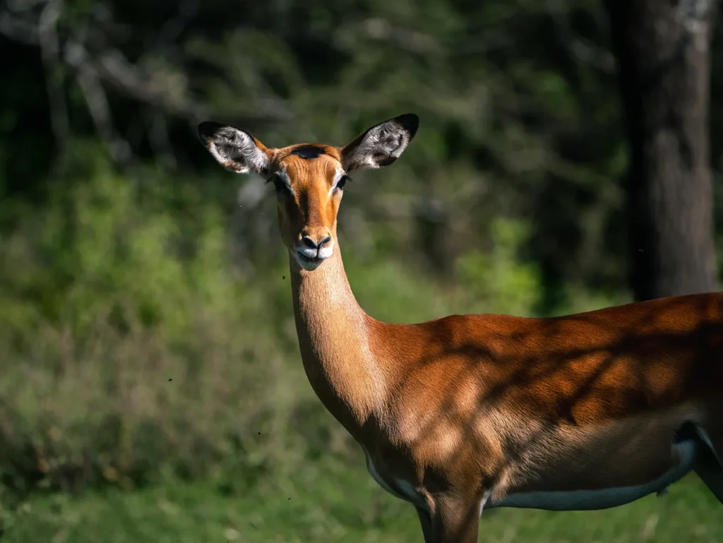 Impala in Ndutu, Serengeti, Tanzania