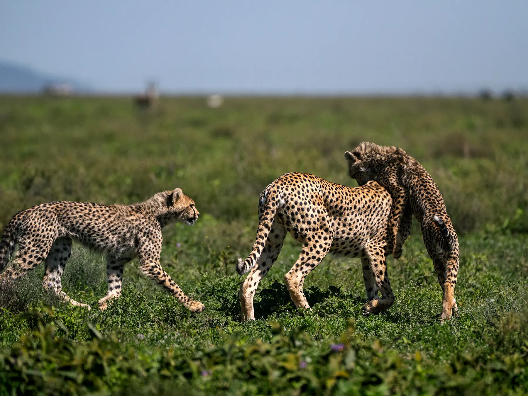 Cheetah with cubs in Ndutu, Serengeti, Tanzania