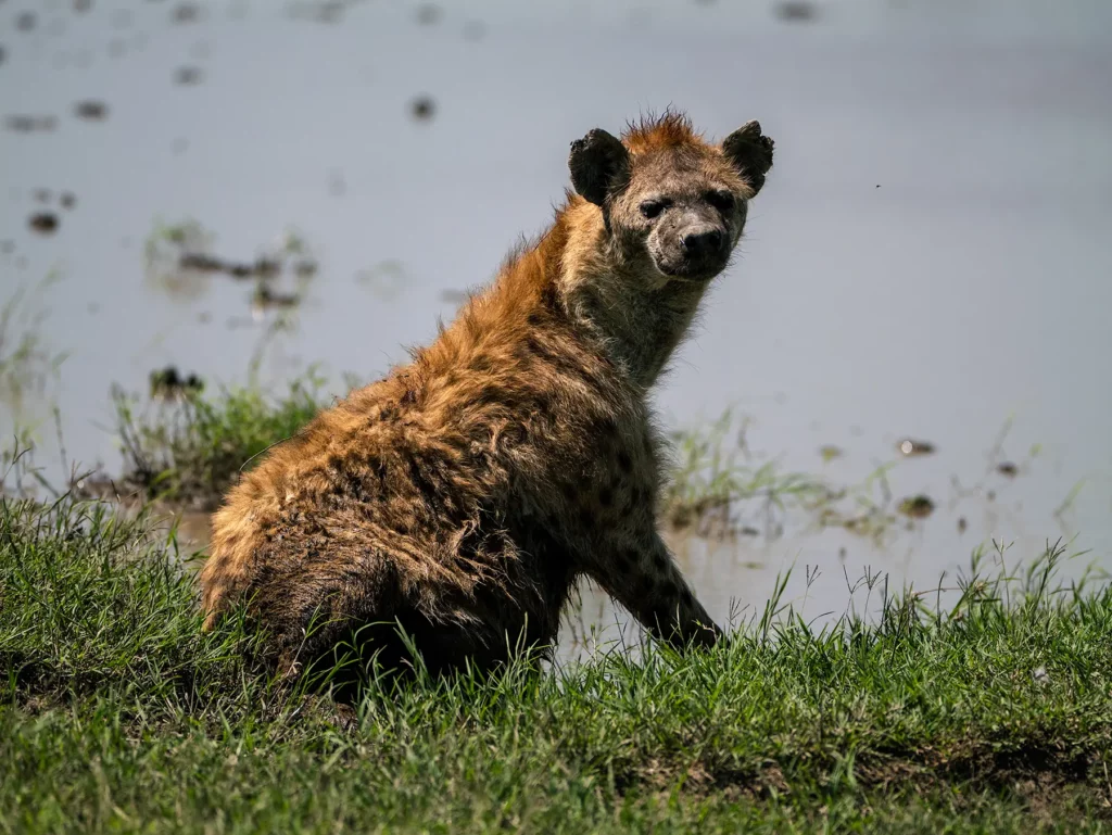 Hyena by water hole in Ndutu, Serengeti, Tanzania