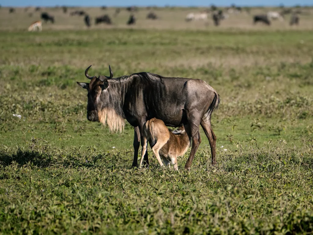 A recently born wildebeest calf with its mother. The calving season of the Great Migration takes place in January and February on the Ndutu planes in Serengeti, Tanzania