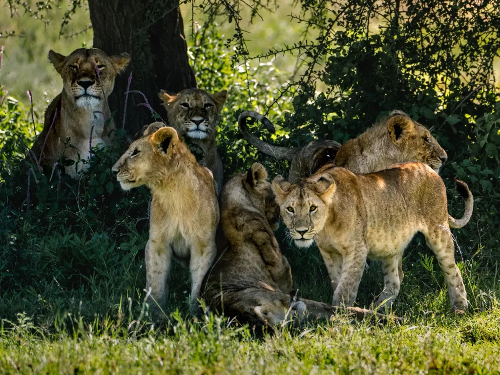 Pride of lions in the Ndutu region, Serengeti, Tanzania