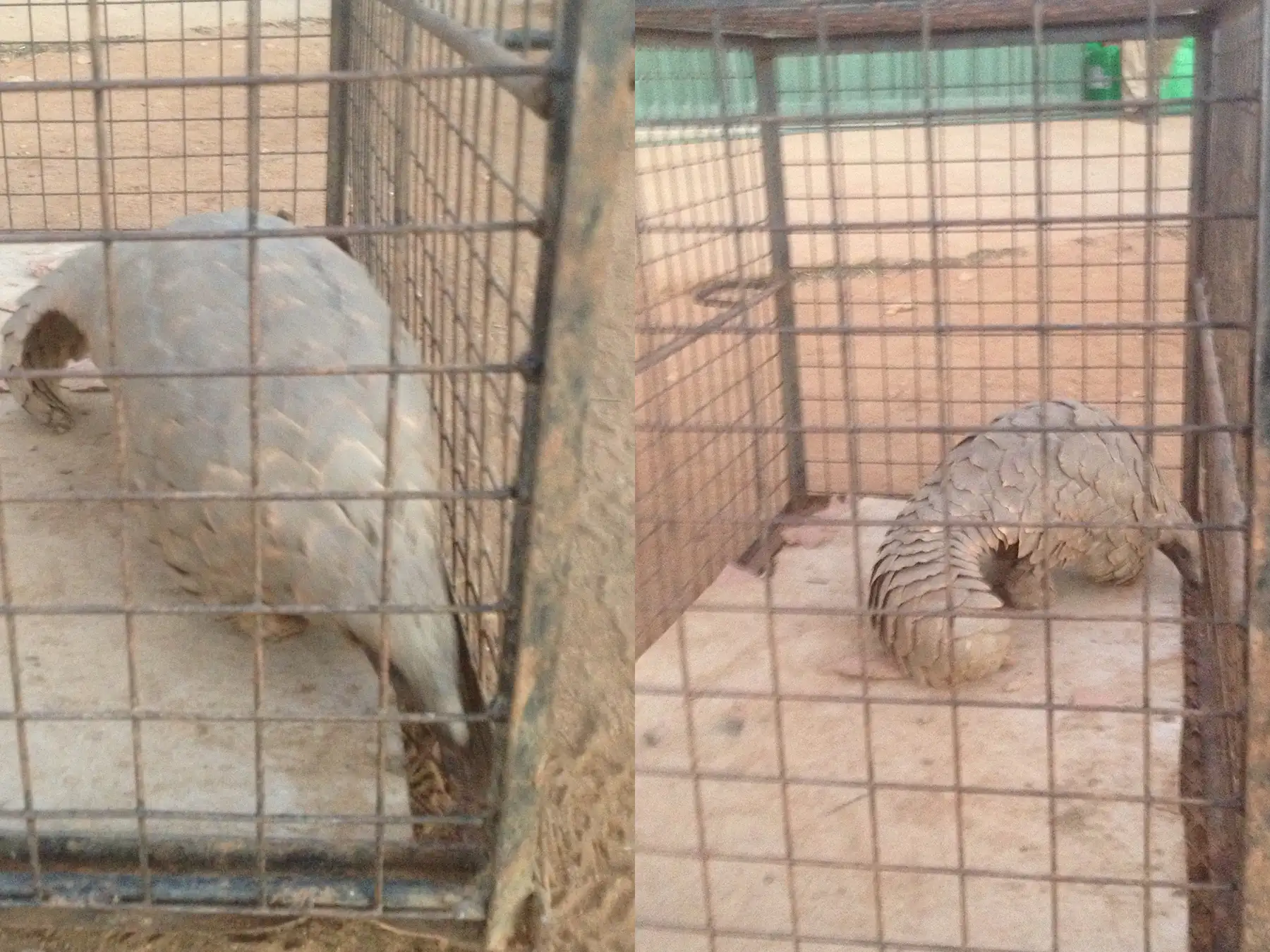 A rescued pangolin ready for release back into the wild