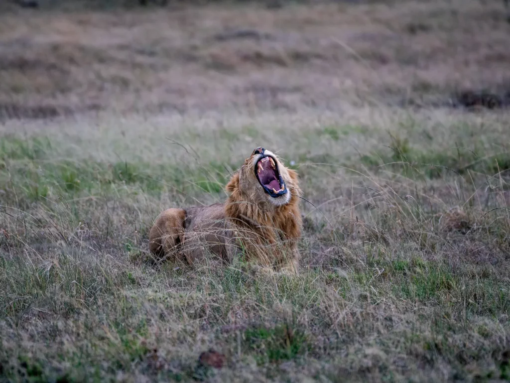 Male lion roaring in the Serengeti ecosystem, Tanzania