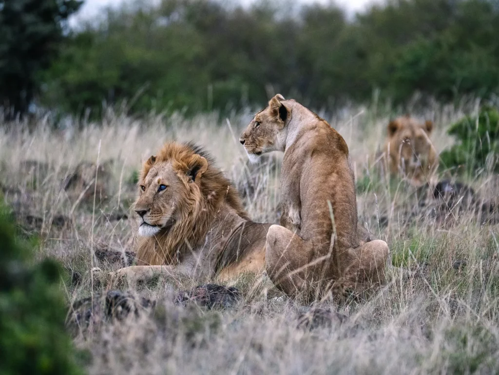 Honeymooning lions in the Serengeti ecosystem, Tanzania