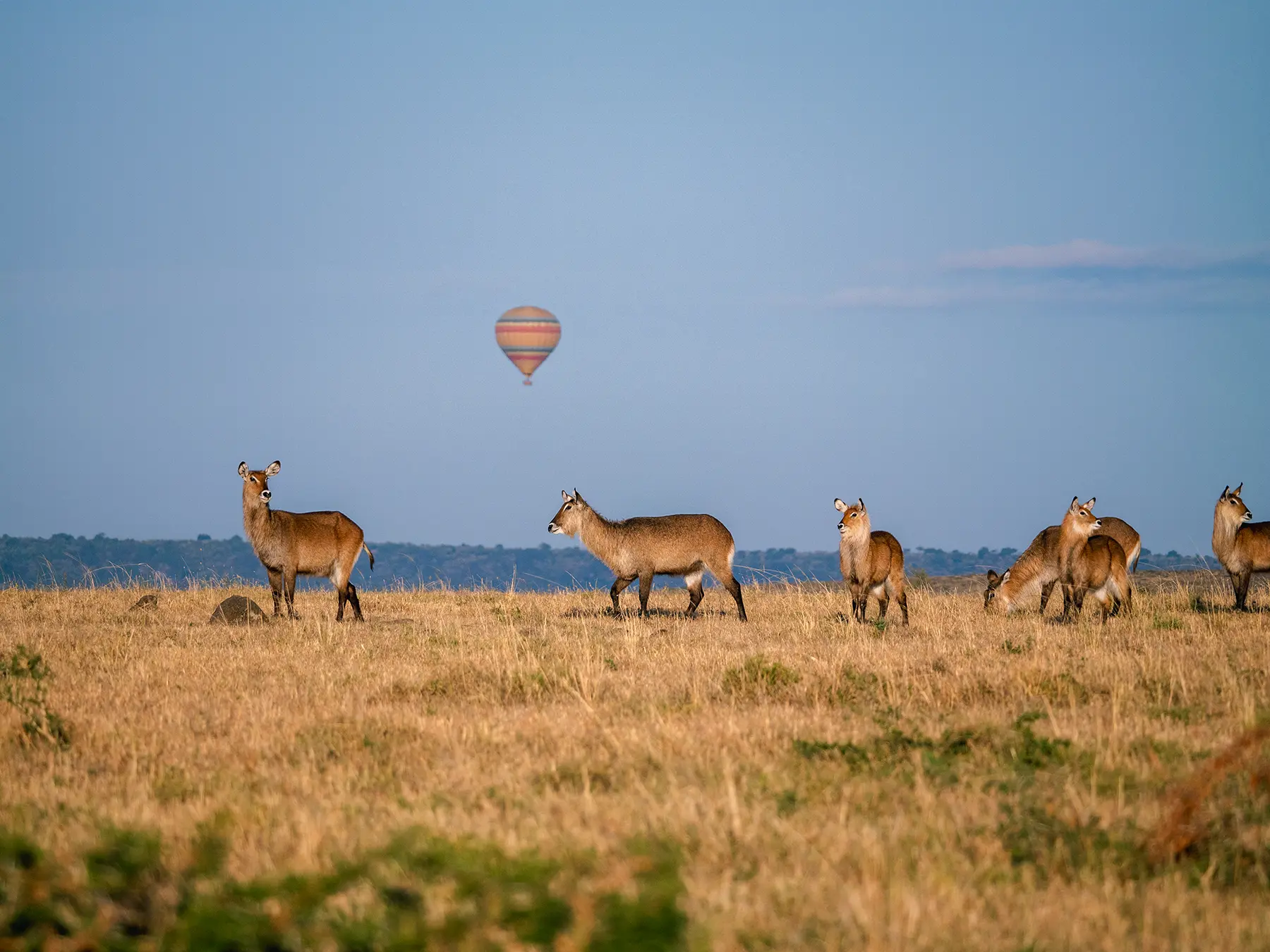 Hot air balloon over the Serengeti ecosystem, Tanzania