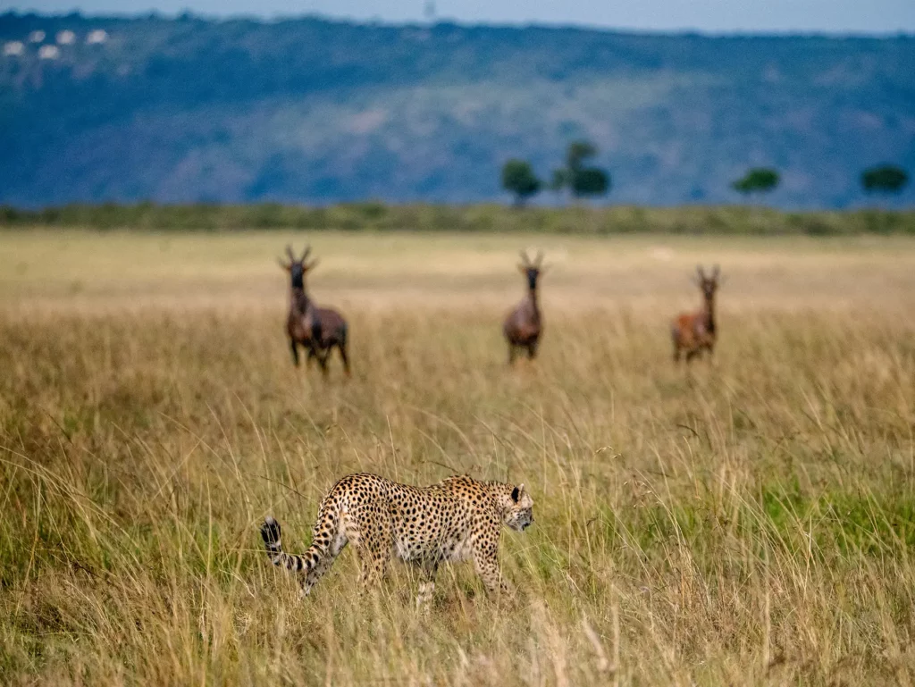Cheetah hunting in the Serengeti ecosystem, Tanzania