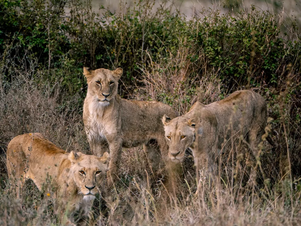 Trio of female lions in the Serengeti-Masai Mara ecosystem