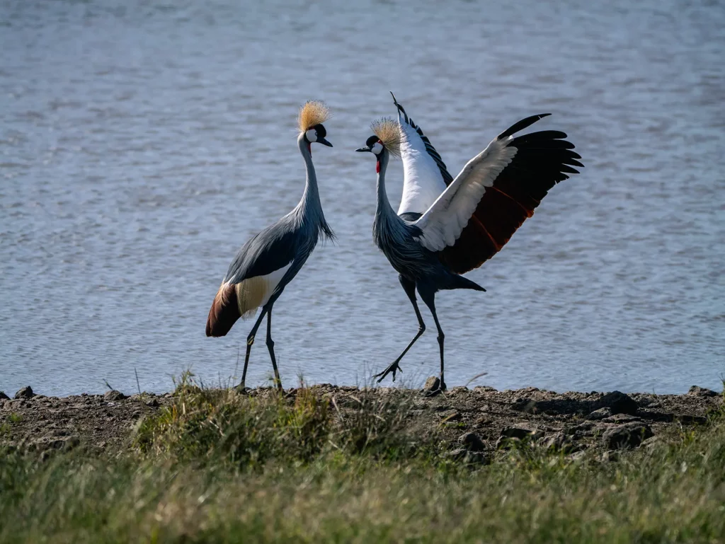 Grey-crowned cranes in the Serengeti ecosystem, Tanzania