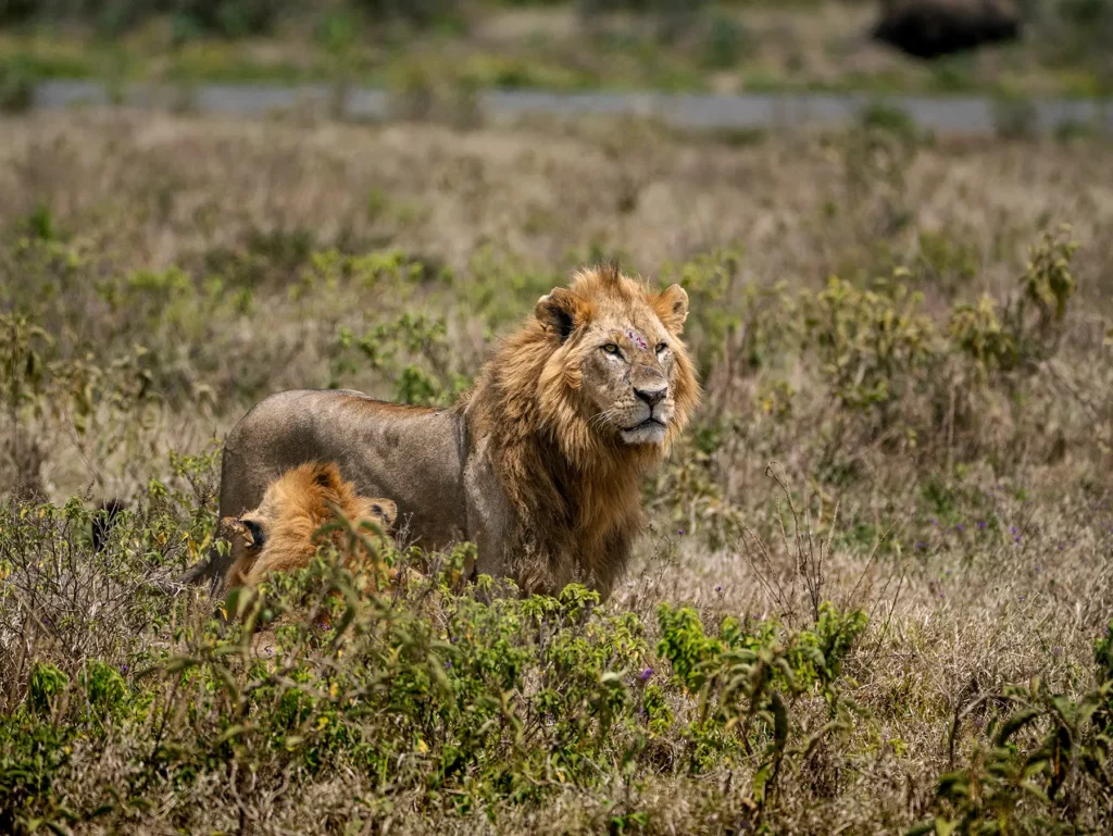 Male lion in Lake Nakuru, Kenya