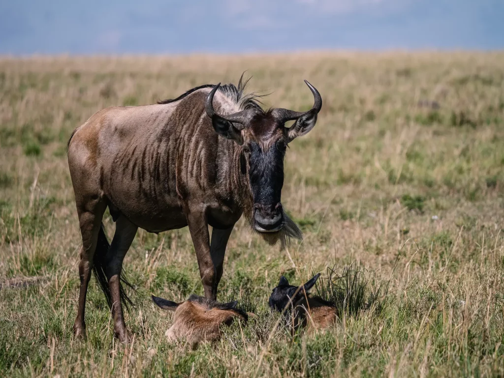 Wildebeest and calfs in the Maasai Mara, Kenya
