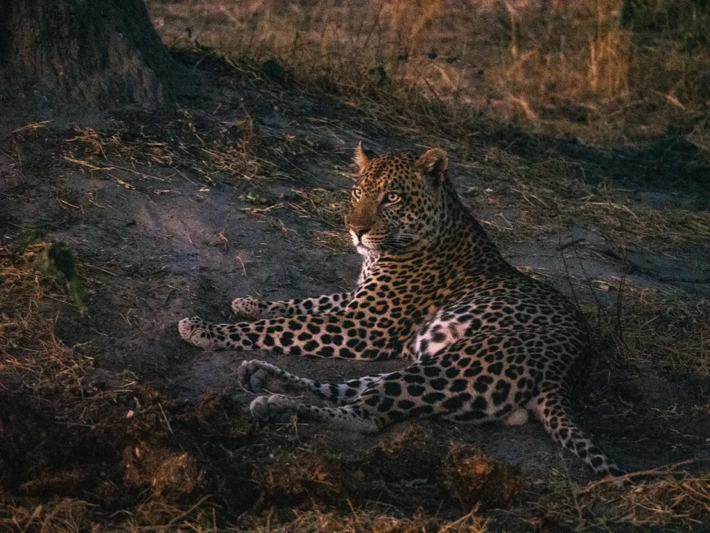 Leopard sat under a tree in Khwai Community Area, Okavango Delta, Botswana