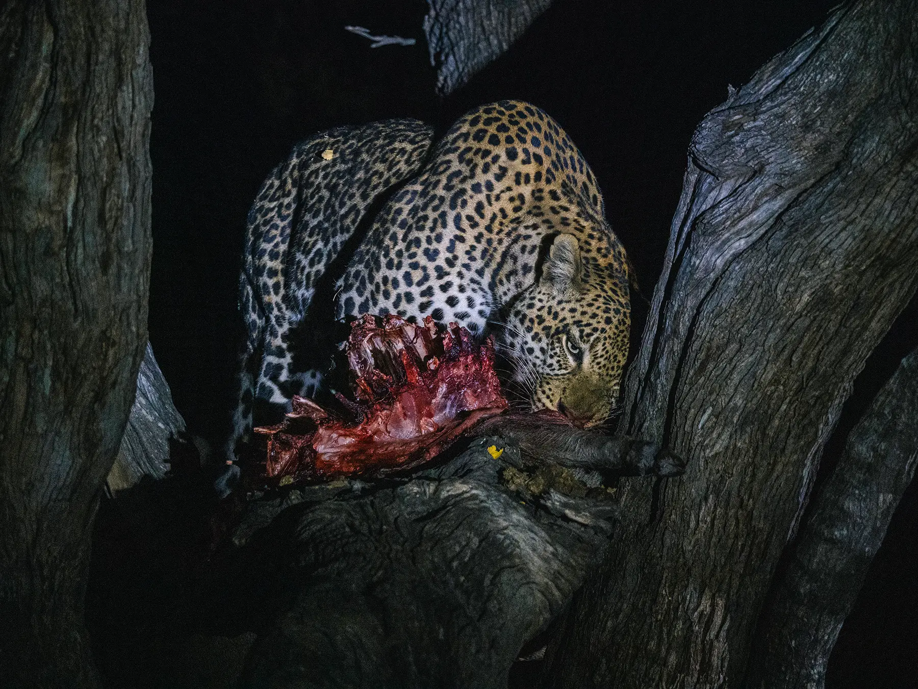 Leopard with kill in Khwai Community Area, Okavango Delta, Botswana