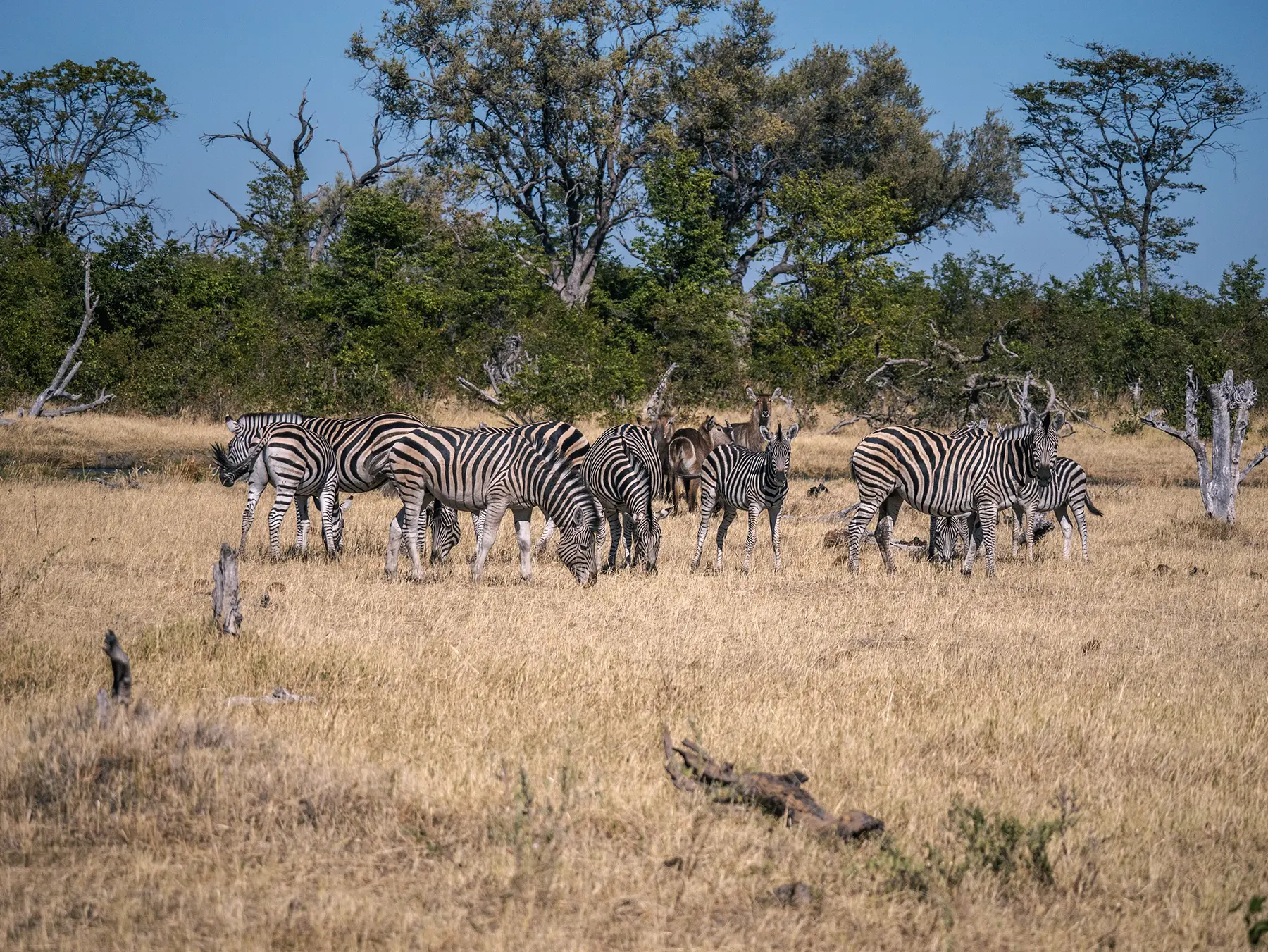 Zebras in Khwai Community Area, Okavango Delta, Botswana
